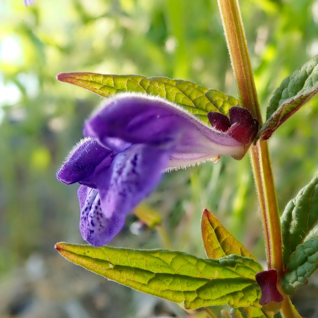 Baikal-Helmkraut - Nahaufnahme Blüte