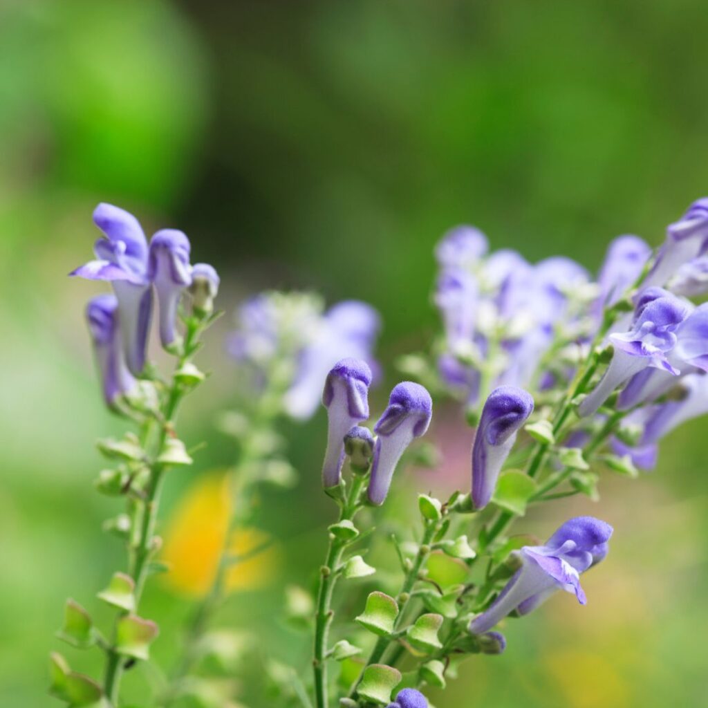 Heilkraut Baikal - Bild der Blüten
