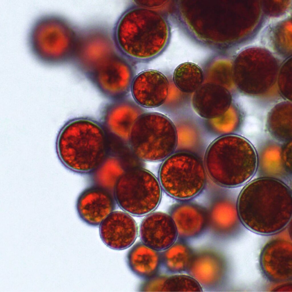 Vergrößerung unter Mikroskop