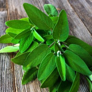 Bild einer Salbei Pflanze