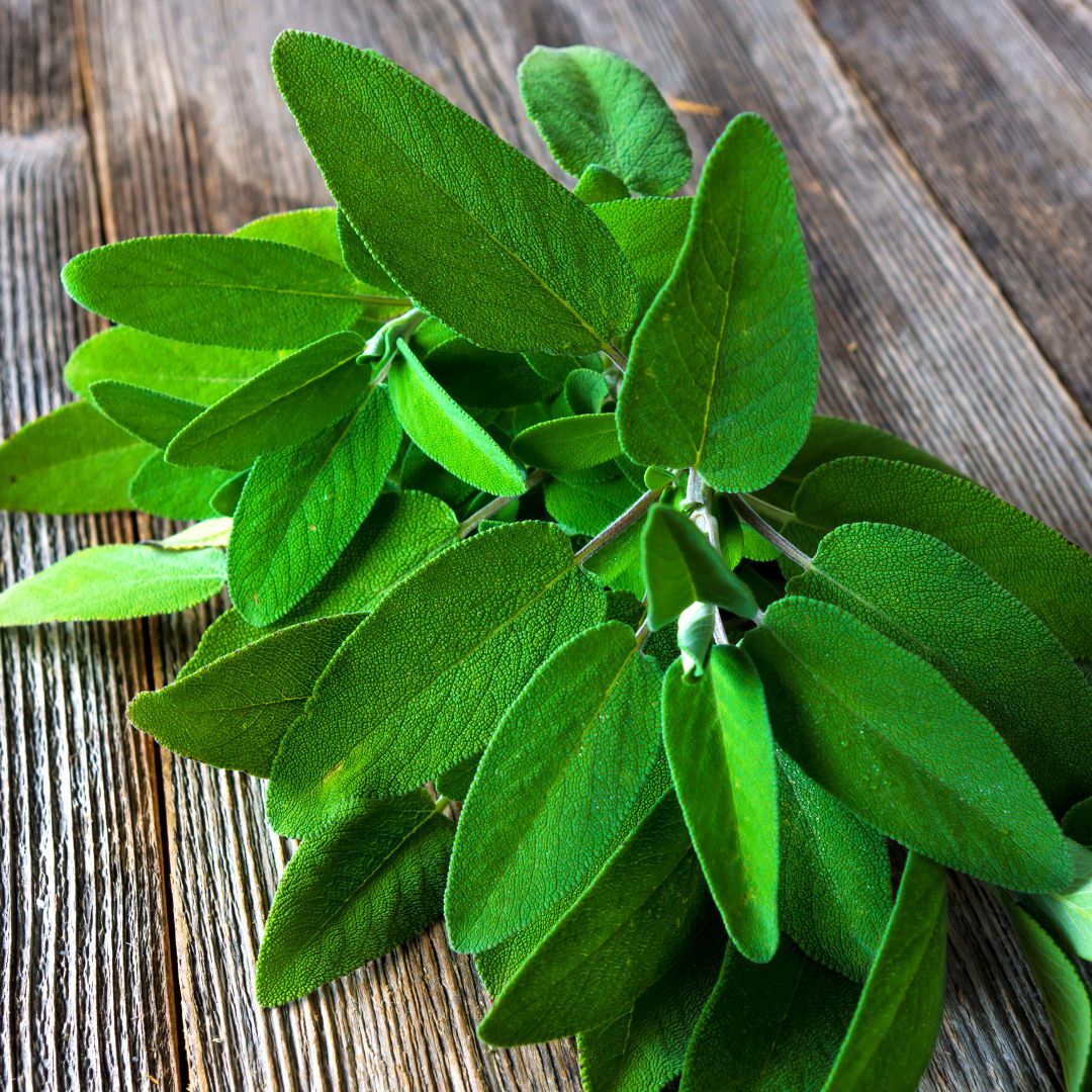 Bild einer Salbei Pflanze