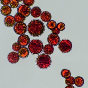 Mikroskopische Aufnahme von Astaxanthin in einer Rotalge – leuchtend rote Pigmente in einer Zellstruktur